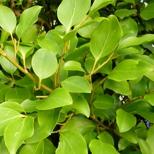 Griselinia littoralis 'Redge' (x3) - Bakker