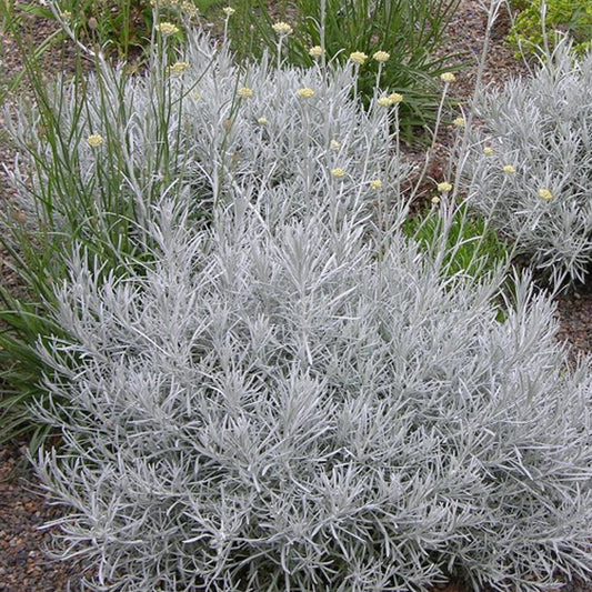 Kerrieplant - Bakker