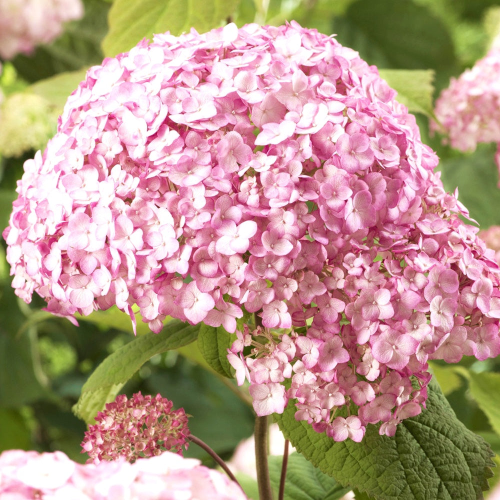 Sneeuwbalhortensia 'Candy Bell Bubblegum'® - Hydrangea arborescens 'candy belle bublegum' - Bakker