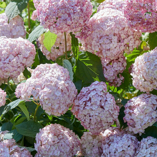 Sneeuwbalhortensia 'Candy Bell Bubblegum'® - Hydrangea arborescens 'candy belle bublegum' - Plantsoort