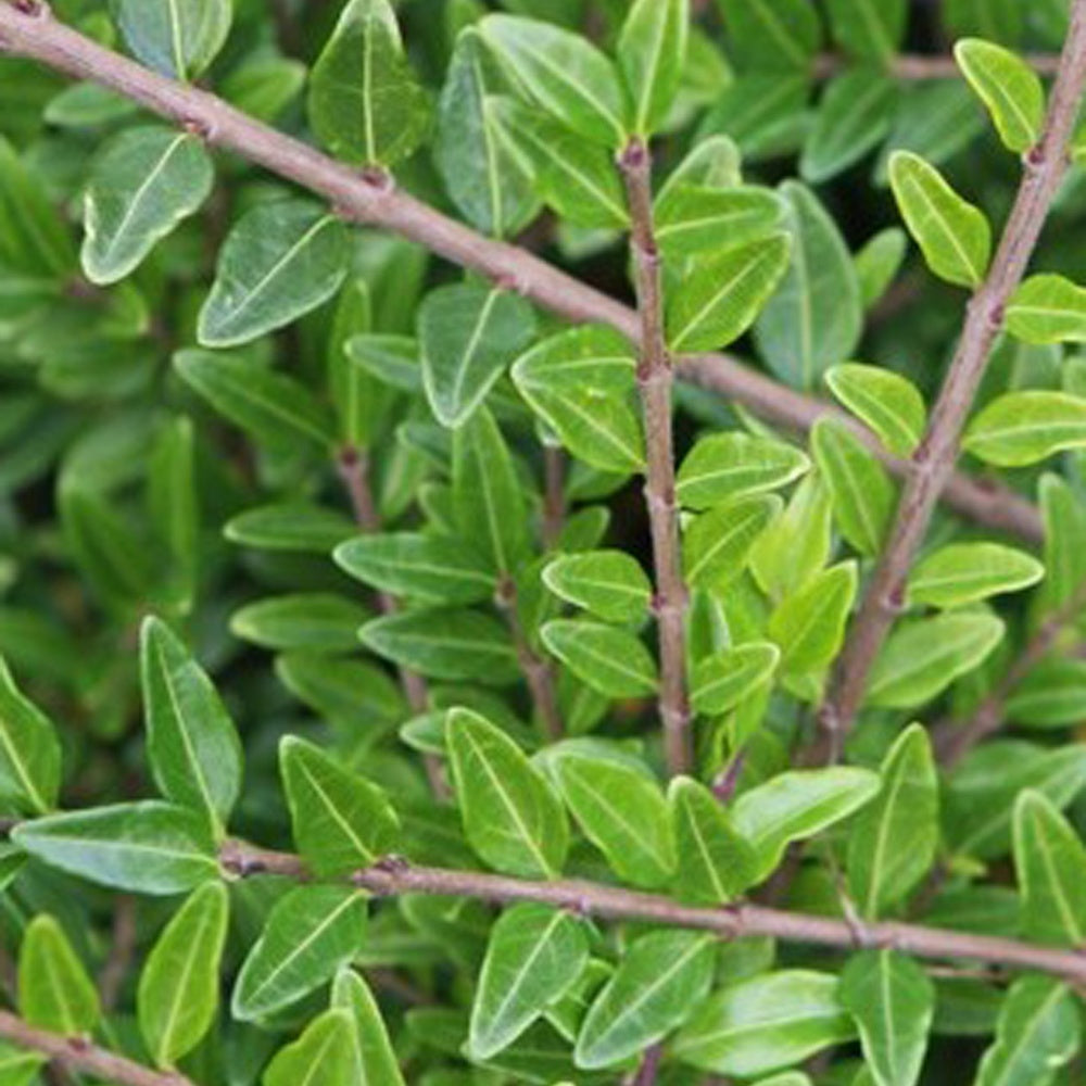 Kamperfoelie 'Moss Green' (x3) - Lonicera pileata 'moss green' - Tuinplanten