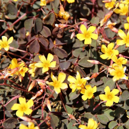 Klaverzuring 'Burgundy Yellow' (x3) - Oxalis articulata 'burgundy yellow' - Tuinplanten