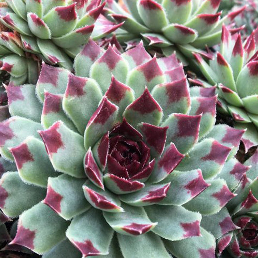 Huislook 'Mrs. Guiseppi' - Bakker