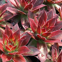 Huislook 'Chick Charm'® - trio (x3) - Sempervivum 'chick charmes'