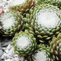 Huislook 'Chick Charm'® - trio (x3) - Sempervivum 'chick charmes'