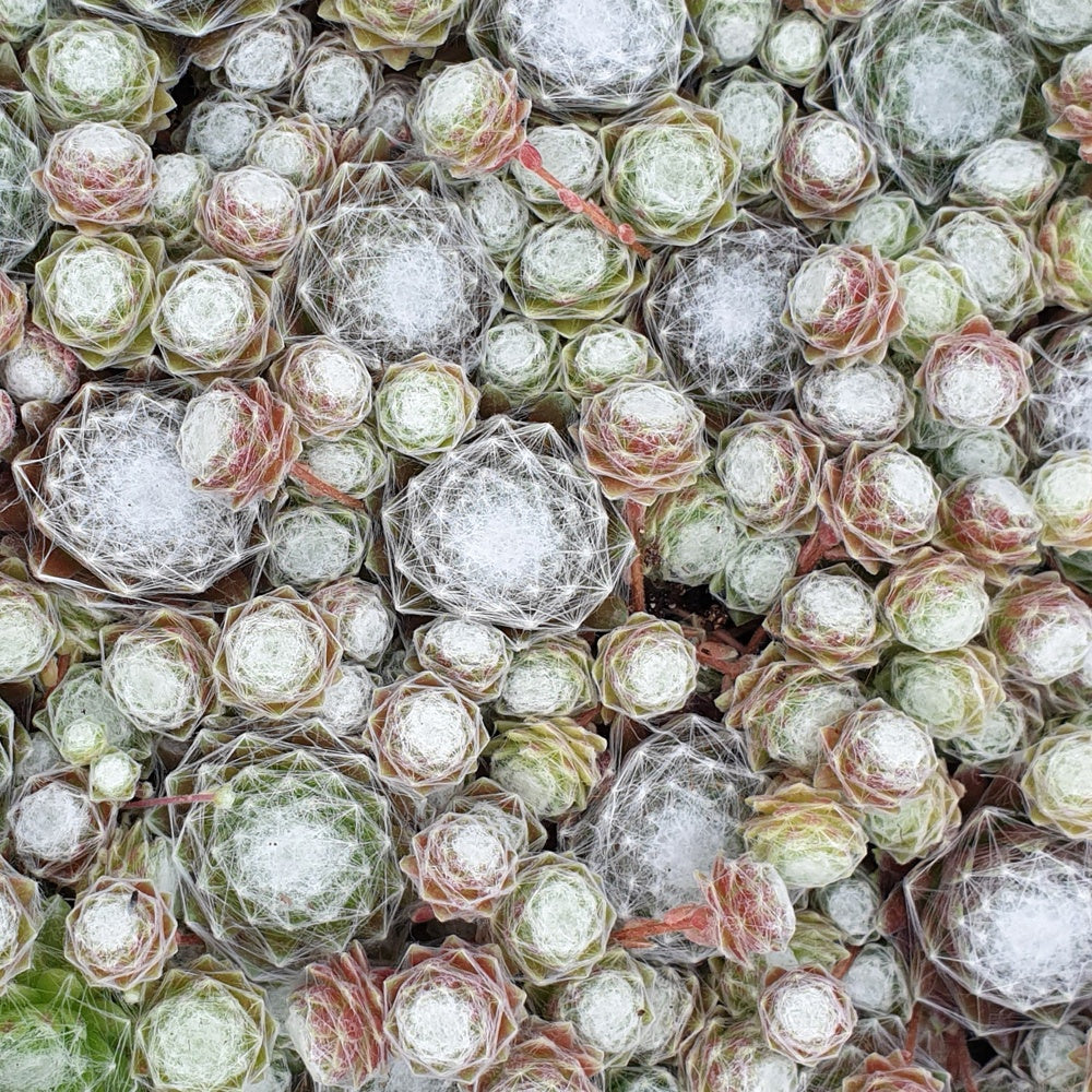 Verkoop Huislook 'Chick Charm'® - Sempervivum 'chick charmes'