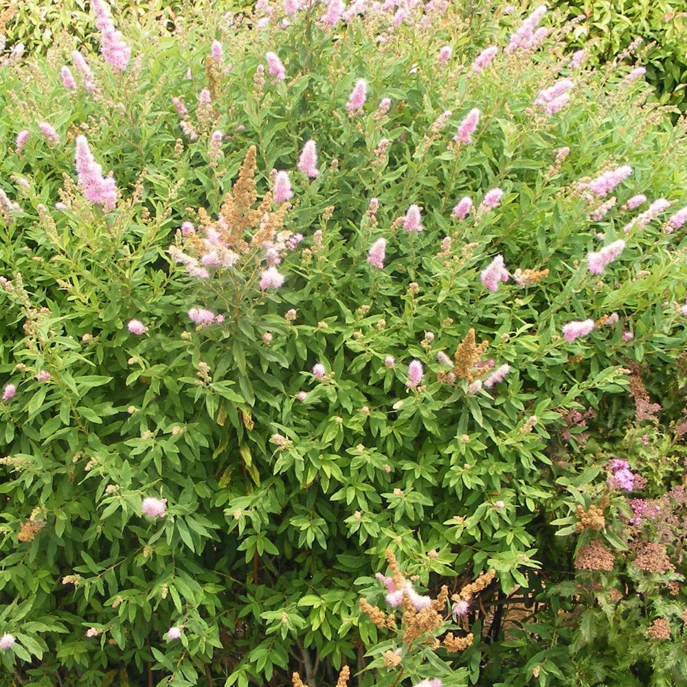 Spierstruik billardii - Bakker