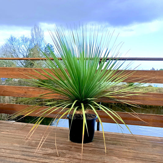 Blauw beregras - Bakker