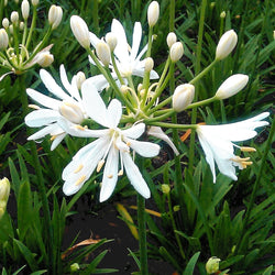 Afrikaanse lelie 'Petite Eskimo' - Agapanthus x petit eskimo - Tuinplanten