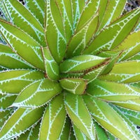 Agave 'Impressive' - Agave impressa impressive - Terras- en balkonplanten