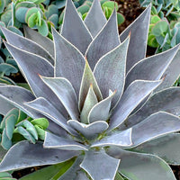 Mangave 'Lavender Lady' - Bakker