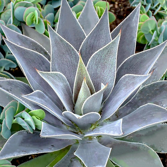 Mangave 'Lavender Lady' - Agave manfredii lavender lady ® (mangave) - Tuinplanten