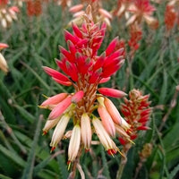 Aloe 'Safari Sunrise'® - Aloe x safari collection sunrise ® - Tuinplanten