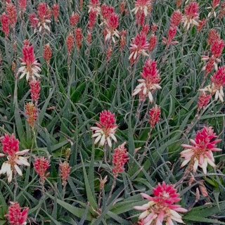 Aloe 'Safari Sunrise'® - Bakker