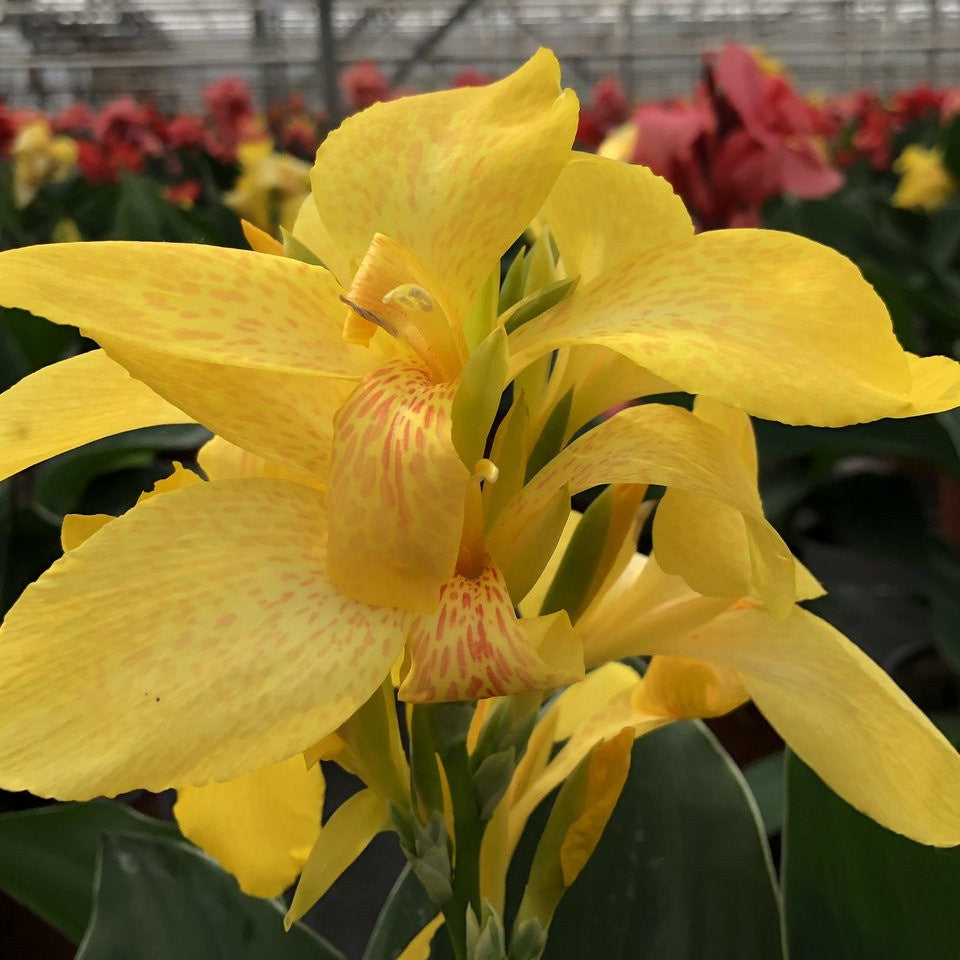 Indisch bloemriet 'Electric Lemonade'® - Canna electric lemonade ® - Tuinplanten