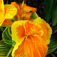 Indisch bloemriet 'Gold'® - Canna tropicanna ® gold - Tuinplanten