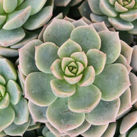 Echeveria elegans 'Rose' - Echeveria elegans rose - Kamerplanten