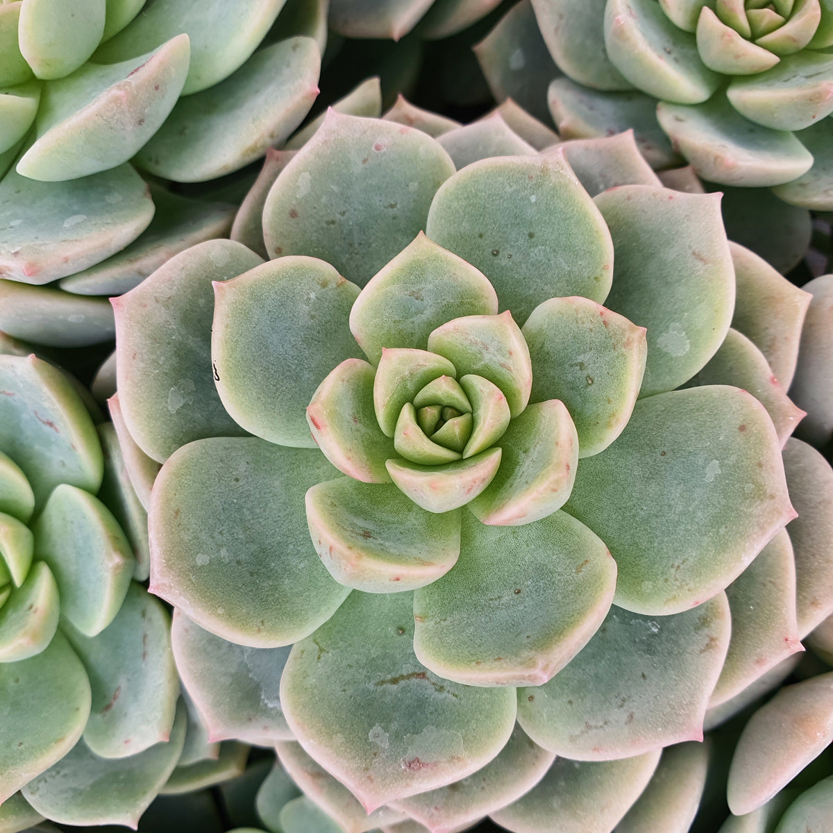 Echeveria elegans 'Rose' - Echeveria elegans rose - Bakker