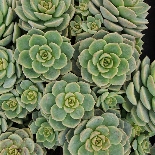 Echeveria elegans 'Rose' - Bakker