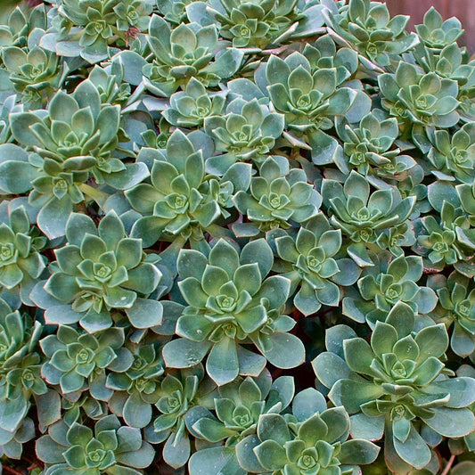 Echeveria haworthii - Echeveria haworthii (aeonium) - Kamerplanten