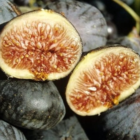 Vijgenboom 'Violette de Solliès' - Bakker