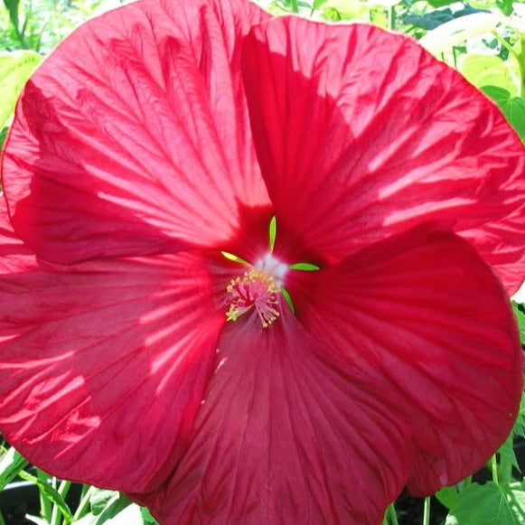 Altheastruik 'Luna Red' - Hibiscus moscheutos Luna Red - Tuinplanten