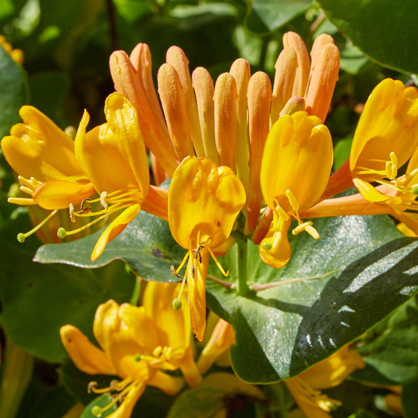 Kamperfoelie 'Tellmannia' - Lonicera tellmanniana - Tuinplanten