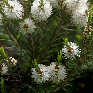 Melaleuca alternifolia - Theeboom - Heesters