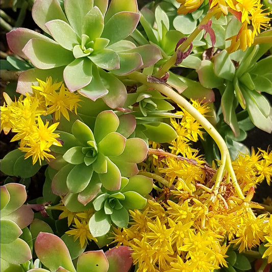 Vetkruid palmeri - Sedum palmeri - Tuinplanten