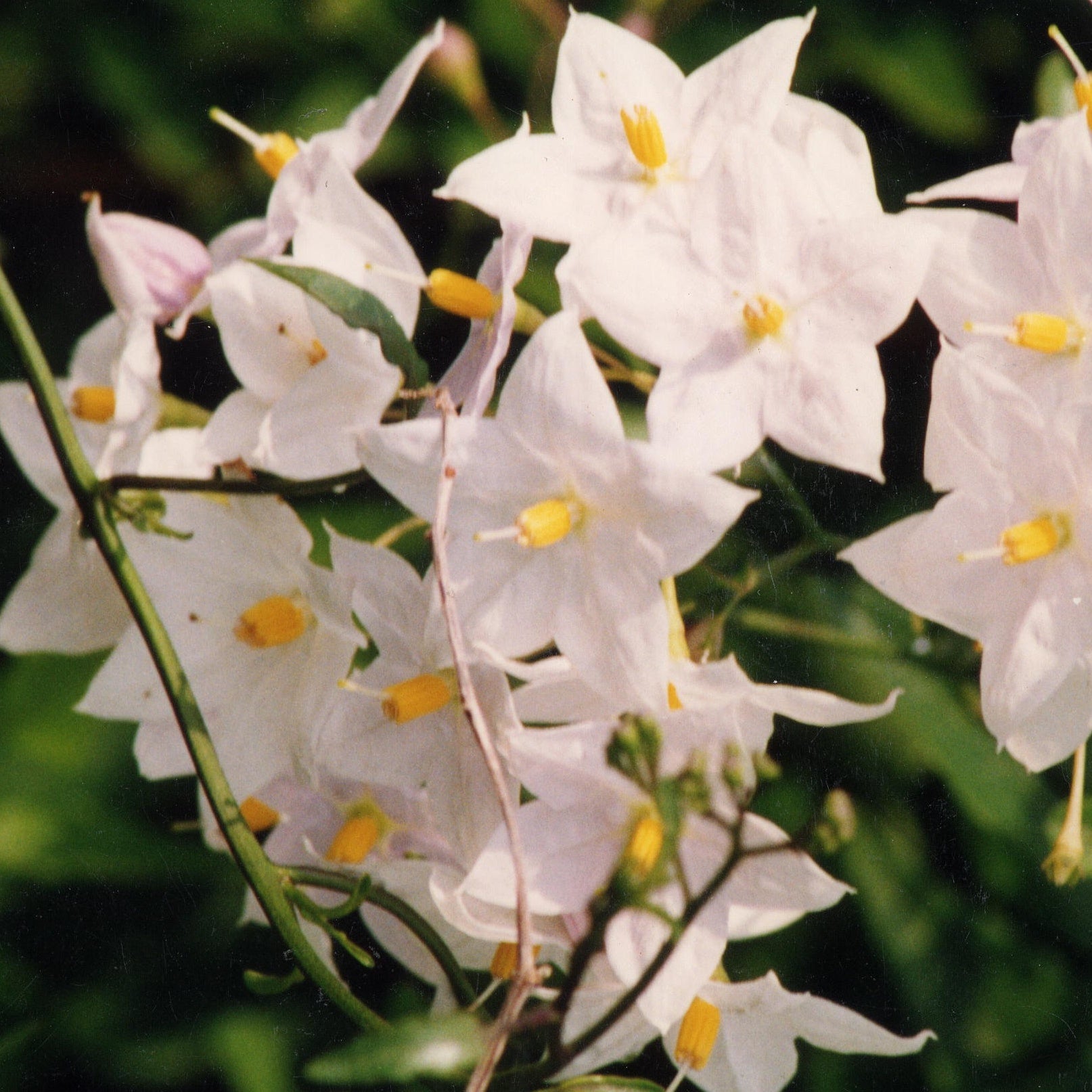 Klimmende nachtschade - Solanum jasminoides - Tuinplanten