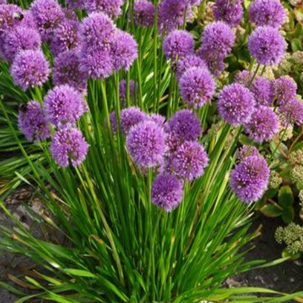 Sierui 'Millenium' - Allium 'millennium' - Tuinplanten