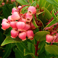 Apenboom 'Compacta' - Arbutus unedo 'compacta' - Fruit