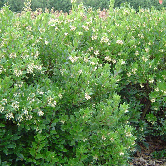 Aardbeienboom 'Compacta' - Bakker