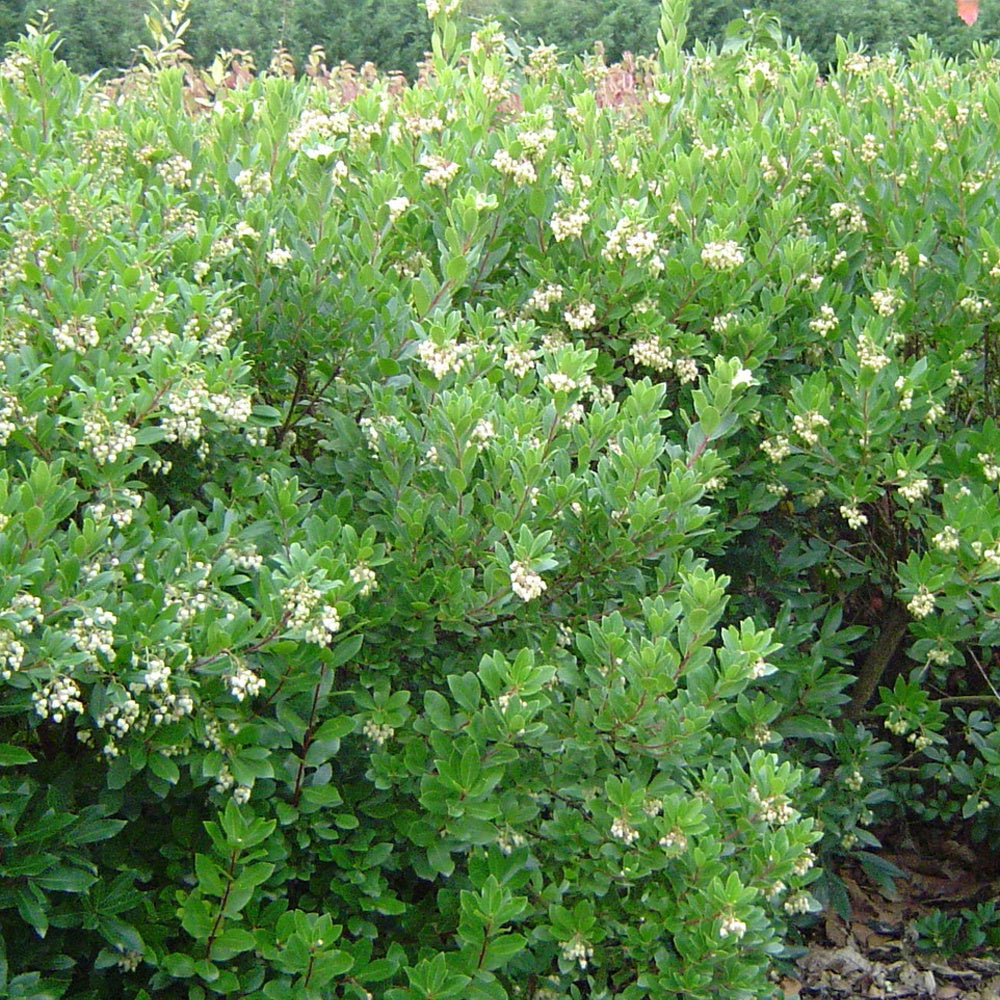Aardbeienboom 'Compacta' - Bakker