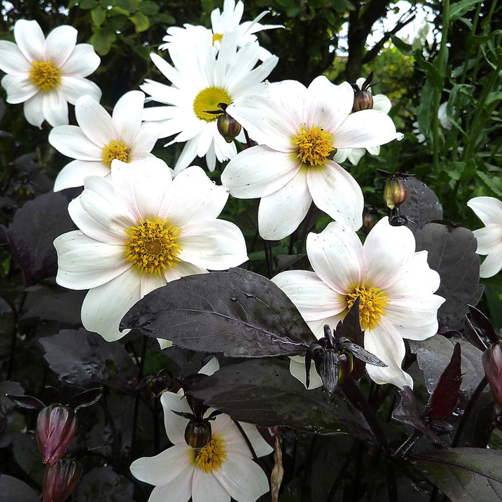 Dahlia 'Twyning's After Eight' - Bakker