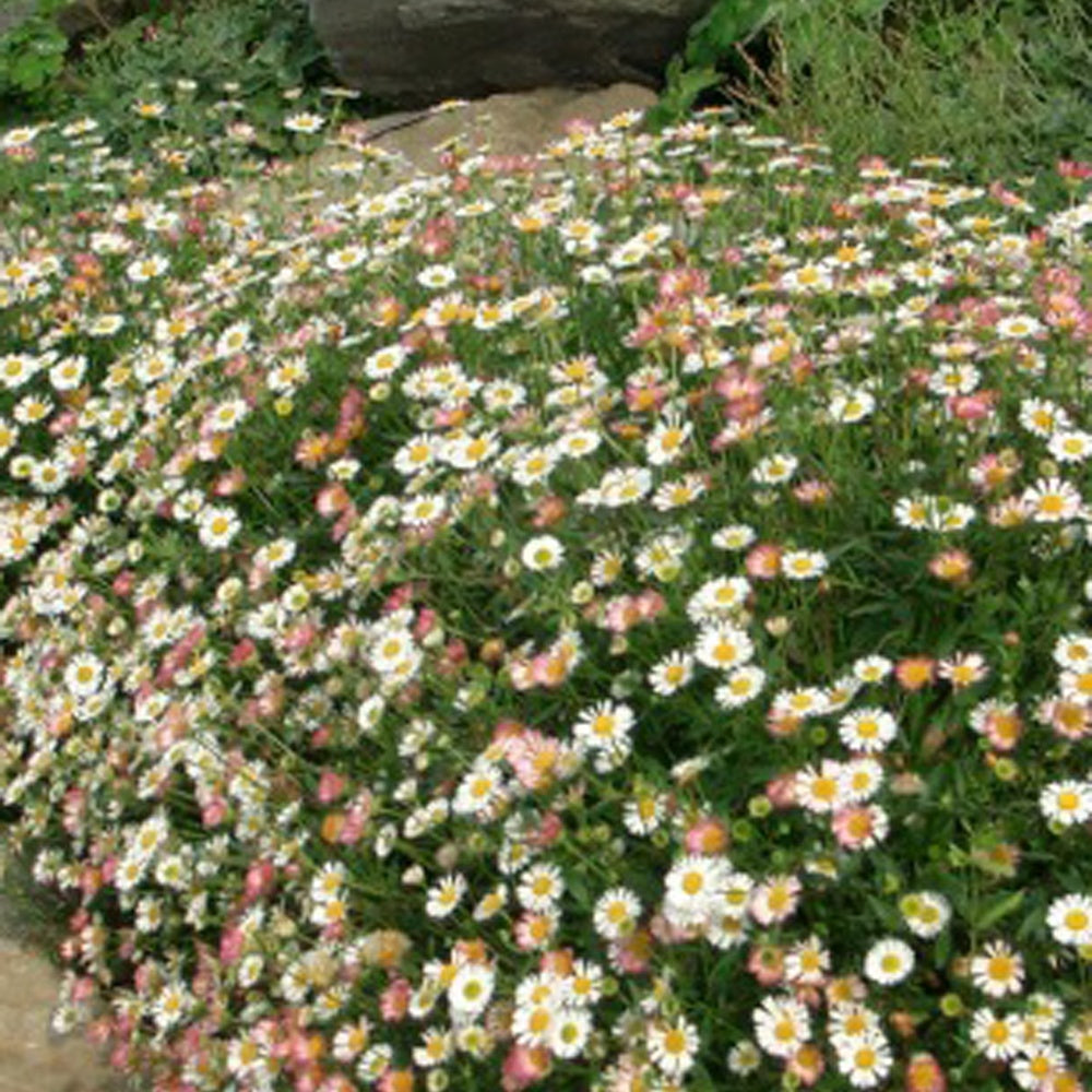 Muurfijnstraal 'Profusion' - Erigeron karvinskianus 'profusion' - Tuinplanten