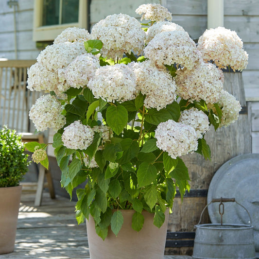 Sneeuwbalhortensia 'Candy Belle® Marshmallow®' - Bakker