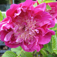 Wilde roos 'Pompom Perfume'® - Rosa rugosa 'pompom perfume' - Tuinplanten