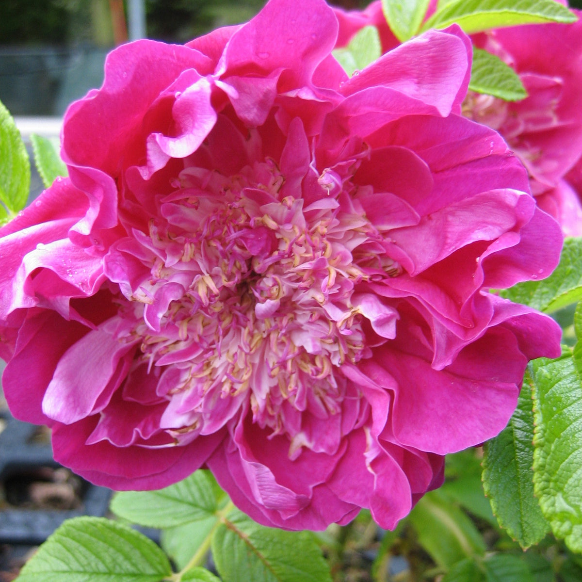 Wilde roos 'Pompom Perfume'® - Rosa rugosa Pompom Perfume - Bakker