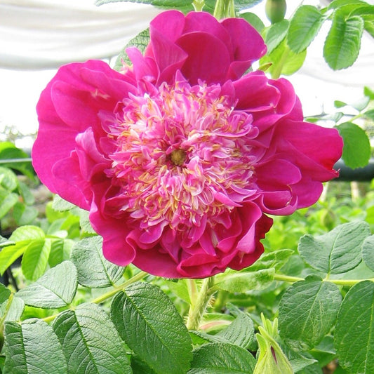 Wilde roos 'Pompom Perfume'® - Rosa rugosa 'pompom perfume' - Plantsoort