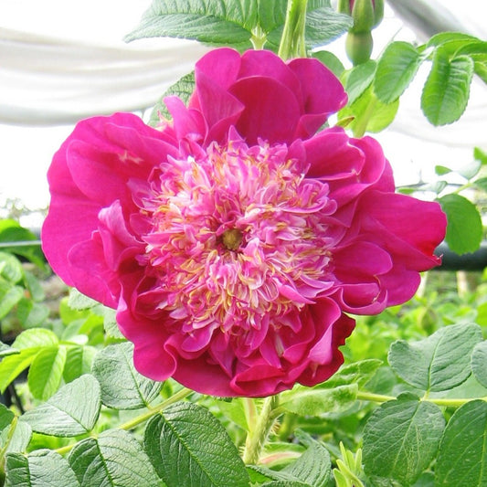 Wilde roos 'Pompom Perfume'® - Rosa rugosa 'pompom perfume' - Plantsoort