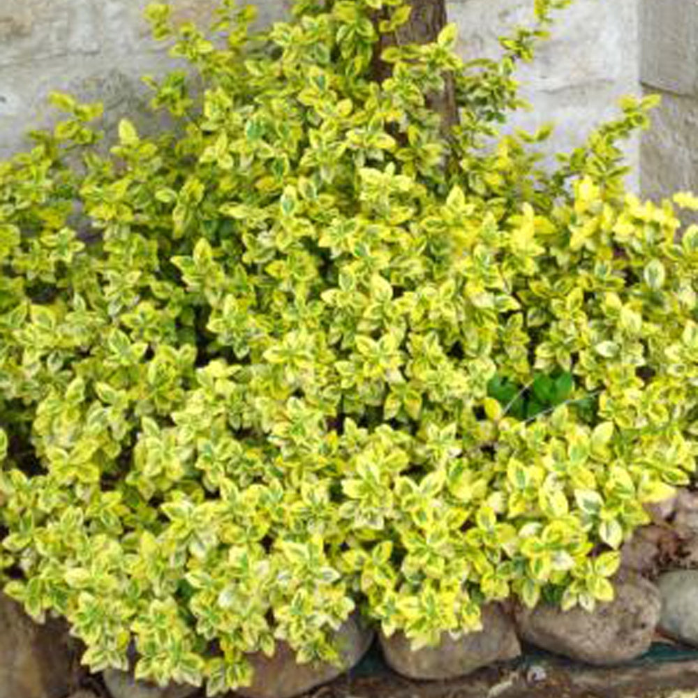 Euonymus fortunei Emerald and Gold - Kardinaalsmuts 'Emerald Gold' - Wintergroene heesters