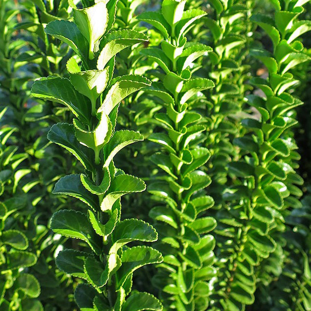 Japanse kardinaalsmuts 'Green Spire' - Euonymus japonicus green spire - Bakker