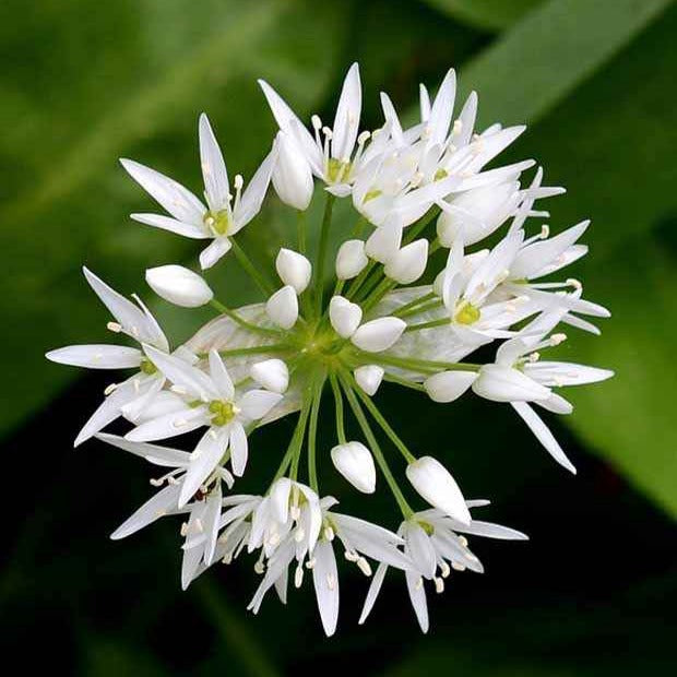 Daslook - Allium ursinum - Moestuin