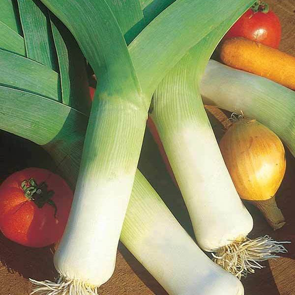 Allium porrum Monstrueux de Carentan 2 - Prei 'Monstreaux de Carentan' - BIO - Biologische groente