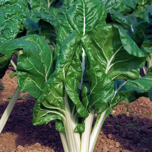 Snijbiet 'Carde Blance 3'- BIO - Bakker