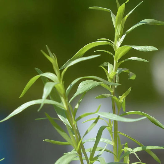 Bonenkruid - Satureja hortensis - Moestuin