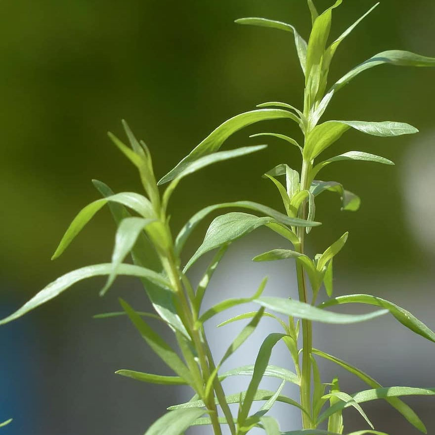 Bonenkruid - Satureja hortensis - Moestuin