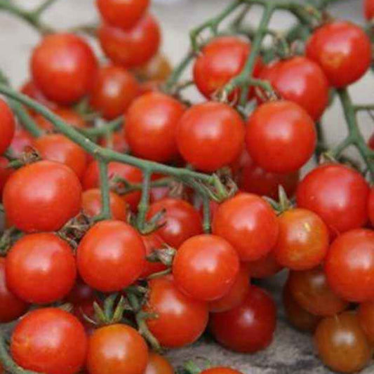 Cherrytomaat 'Sweety' - BIO - Solanum lycopersicum sweetie - Moestuin