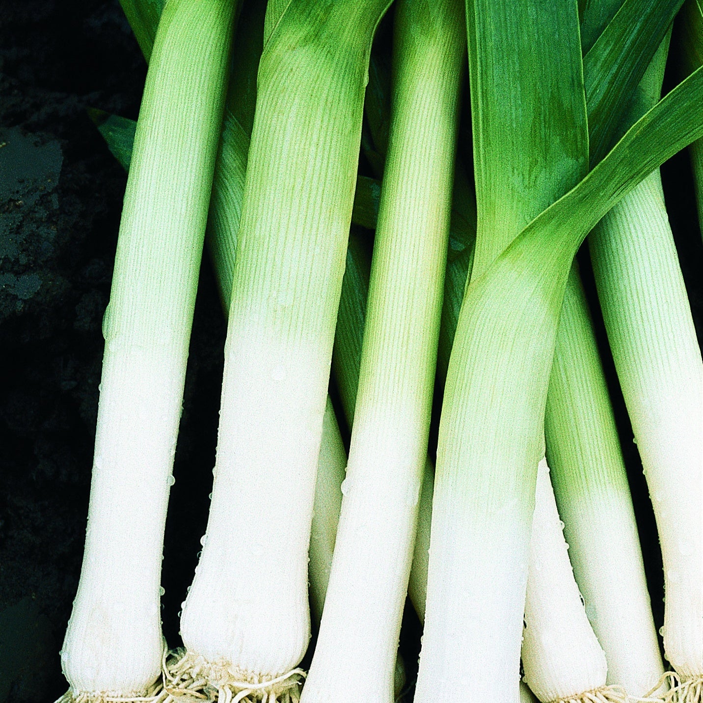 Prei 'Atal' - Allium porrum atal - Moestuin